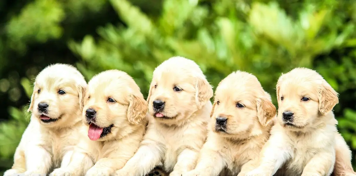 Background Image for blog post
What You Need To Know About Puppy Vaccinations